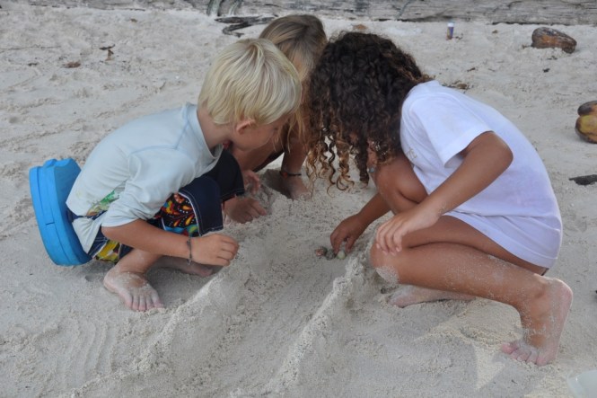 Krabbrace på Chagos