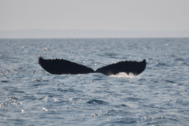 Inte helt olik en mustasch ...