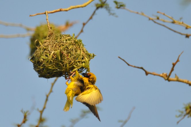 En vävarhane bygger sitt bo
