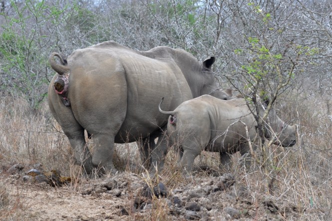Måste man så måste man