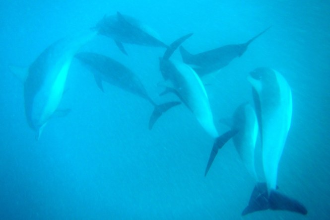 Morgonens badkompisar