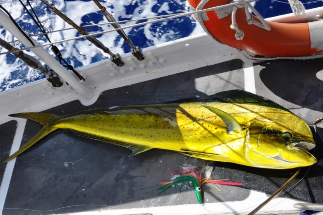 Den kallas inte guldmakrill för intet.