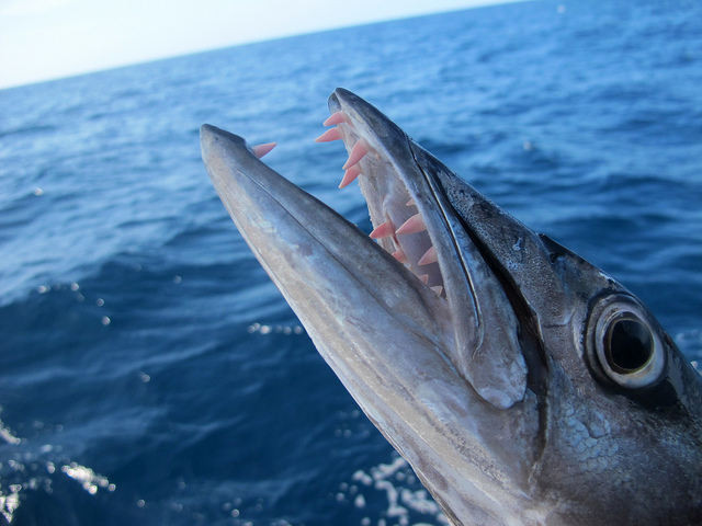 5515939666_9b45dbfdc0_z