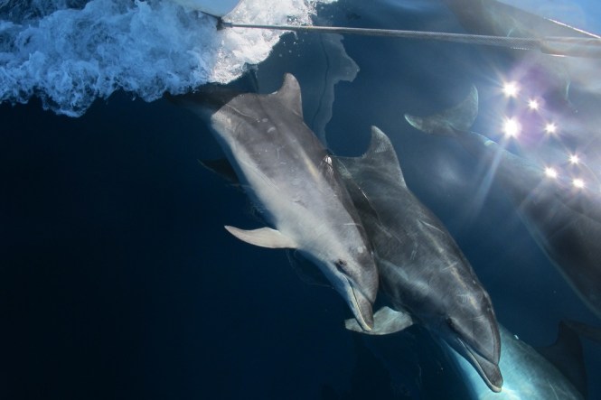 7. Bild på resesällskapet: Delfiner är bästa sällskapet till sjöss