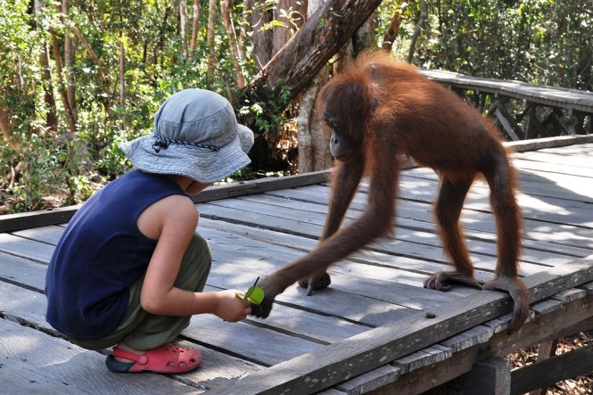 Otto bekantar sig med orangutangpojken Charles. Idag står hans hem i lågor. 